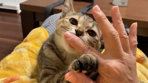 猫 指 おしゃぶり 悩んでたどり着いた 薬指 しじみちゃん 子猫