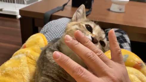 猫 指 おしゃぶり 悩んでたどり着いた 薬指 しじみちゃん 子猫