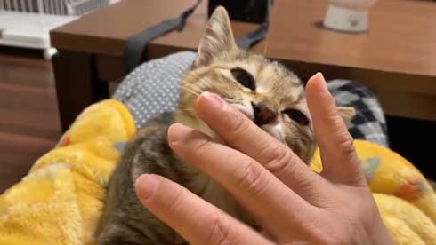 猫 指 おしゃぶり 悩んでたどり着いた 薬指 しじみちゃん 子猫