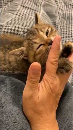 猫 指 おしゃぶり 悩んでたどり着いた 薬指 しじみちゃん 子猫