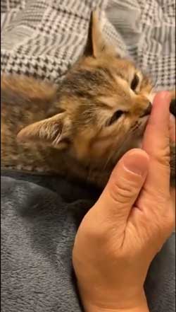 猫 指 おしゃぶり 悩んでたどり着いた 薬指 しじみちゃん 子猫