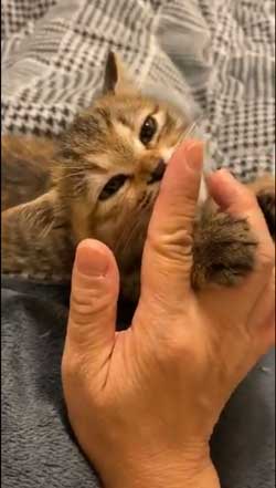 猫 指 おしゃぶり 悩んでたどり着いた 薬指 しじみちゃん 子猫