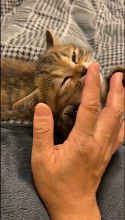 猫 指 おしゃぶり 悩んでたどり着いた 薬指 しじみちゃん 子猫