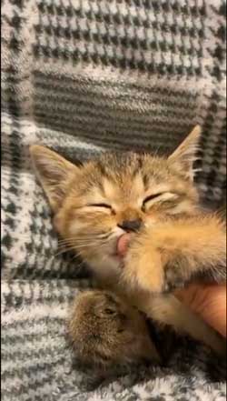 猫 指 おしゃぶり 悩んでたどり着いた 薬指 しじみちゃん 子猫