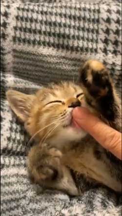 猫 指 おしゃぶり 悩んでたどり着いた 薬指 しじみちゃん 子猫