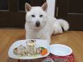 「おいしかったワン」　8歳になった白柴のきなこちゃん　お誕生日ディナーを味わう姿が満足そうでかわいい