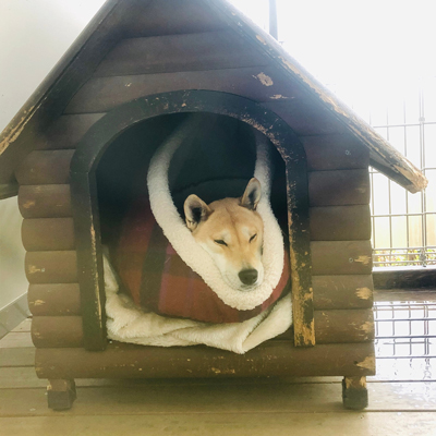 雨で遊べない縄文犬さくらさん