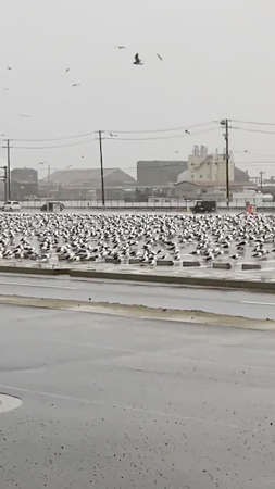 ウミネコ動画右