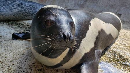 手を上げるユーラシアカワウソ