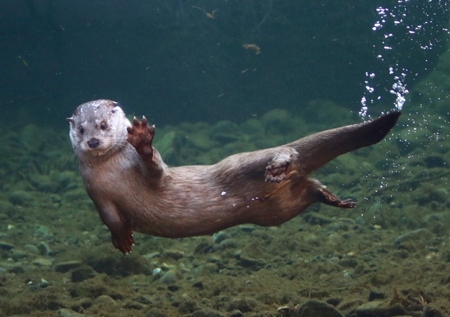 手を上げるユーラシアカワウソ
