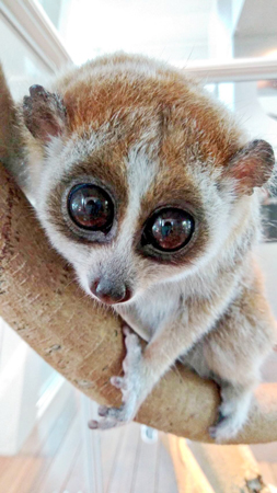 レッサースローロリスアップ