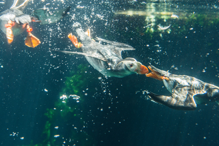 エトピリカの成鳥