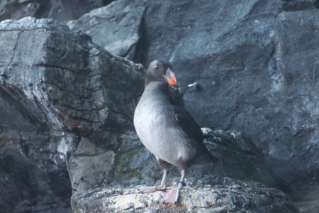 エトピリカの幼鳥