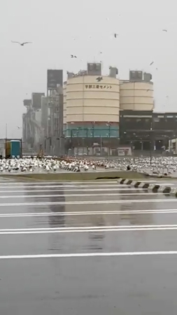 ウミネコ動画中央