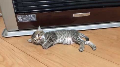 猫 子猫 生後4週間 ストーブ前 くつろぎ出す 検証結果 成長 香箱座り