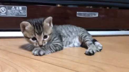 猫 子猫 生後4週間 ストーブ前 くつろぎ出す 検証結果 成長 香箱座り