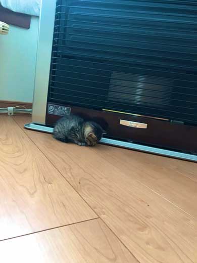 猫 子猫 生後4週間 ストーブ前 くつろぎ出す 検証結果 成長 香箱座り