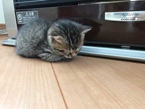 猫 子猫 生後4週間 ストーブ前 くつろぎ出す 検証結果 成長 香箱座り