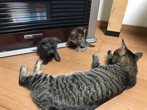 猫 子猫 生後4週間 ストーブ前 くつろぎ出す 検証結果 成長 香箱座り