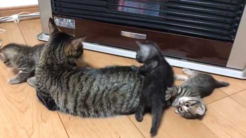 猫 子猫 生後4週間 ストーブ前 くつろぎ出す 検証結果 成長 香箱座り