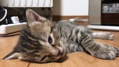 猫 子猫 生後4週間 ストーブ前 くつろぎ出す 検証結果 成長 香箱座り