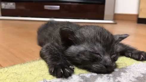猫 子猫 生後4週間 ストーブ前 くつろぎ出す 検証結果 成長 香箱座り