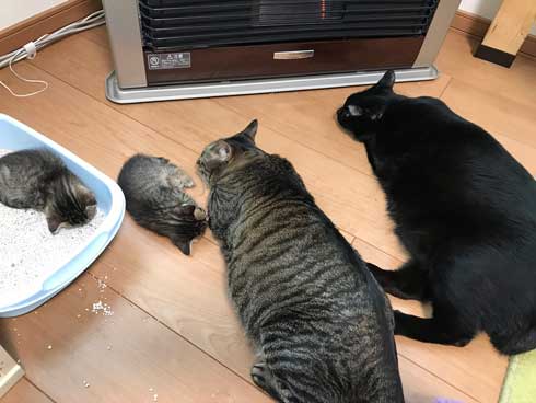 猫 子猫 生後4週間 ストーブ前 くつろぎ出す 検証結果 成長 香箱座り