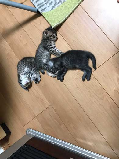 猫 子猫 生後4週間 ストーブ前 くつろぎ出す 検証結果 成長 香箱座り