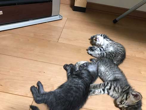 猫 子猫 生後4週間 ストーブ前 くつろぎ出す 検証結果 成長 香箱座り