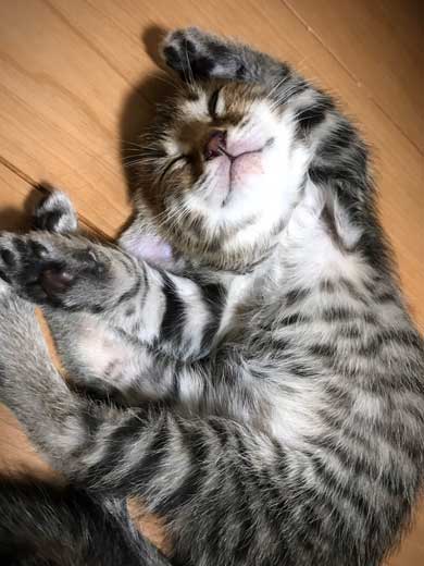 猫 子猫 生後4週間 ストーブ前 くつろぎ出す 検証結果 成長 香箱座り