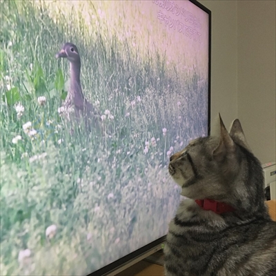 柴犬ひかりといちごと猫ミルキーときらら