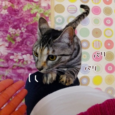 柴犬ひかりといちごと猫ミルキーときらら