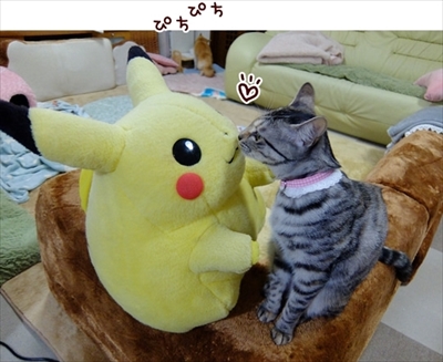 柴犬ひかりといちごと猫ミルキーときらら