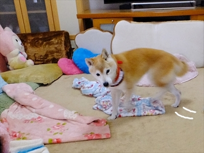 柴犬ひかりといちごと猫ミルキーときらら