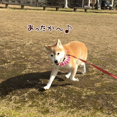 柴犬ひかりといちごと猫ミルキーときらら