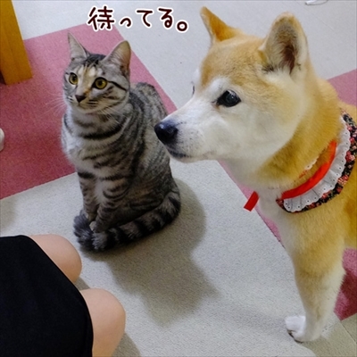 柴犬ひかりといちごと猫ミルキーときらら