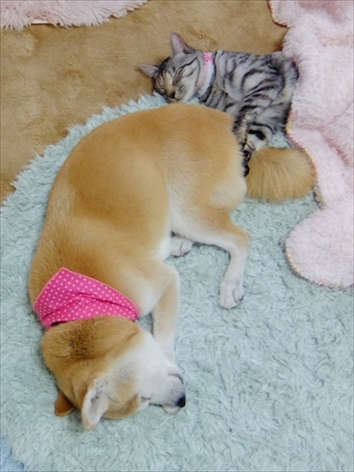 柴犬ひかりといちごと猫ミルキーときらら