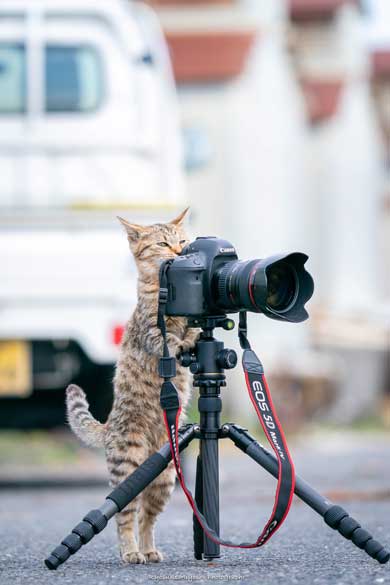 カメラマン猫