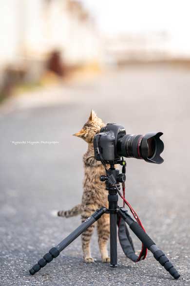 猫 フォトグラファー カメラ 構える 姿勢 絶対うまくなる 写真 Ryostory1124