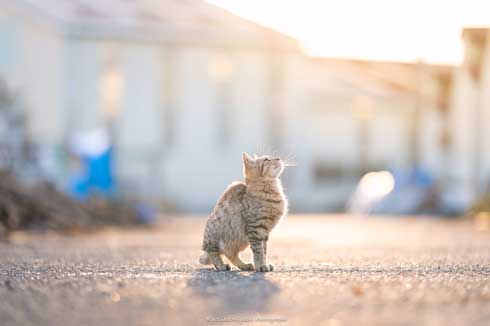 猫 フォトグラファー カメラ 構える 姿勢 絶対うまくなる 写真 Ryostory1124
