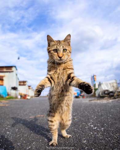 猫 フォトグラファー カメラ 構える 姿勢 絶対うまくなる 写真 Ryostory1124