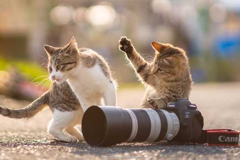 猫 フォトグラファー カメラ 構える 姿勢 絶対うまくなる 写真 Ryostory1124