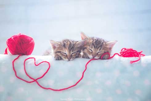 猫 フォトグラファー カメラ 構える 姿勢 絶対うまくなる 写真 Ryostory1124