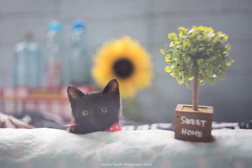 猫 フォトグラファー カメラ 構える 姿勢 絶対うまくなる 写真 Ryostory1124