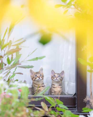 猫 フォトグラファー カメラ 構える 姿勢 絶対うまくなる 写真 Ryostory1124