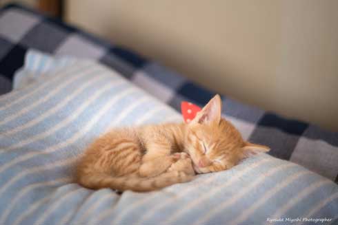 猫 フォトグラファー カメラ 構える 姿勢 絶対うまくなる 写真 Ryostory1124