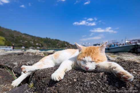 猫 フォトグラファー カメラ 構える 姿勢 絶対うまくなる 写真 Ryostory1124