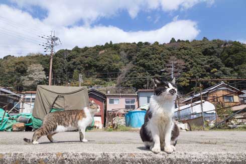 猫 フォトグラファー カメラ 構える 姿勢 絶対うまくなる 写真 Ryostory1124