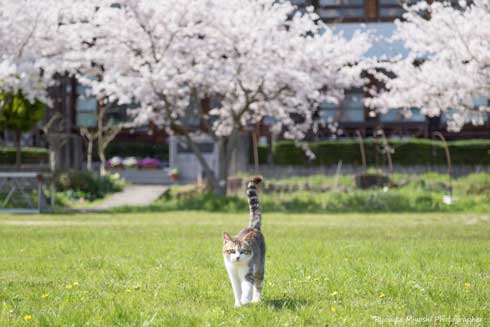 猫 フォトグラファー カメラ 構える 姿勢 絶対うまくなる 写真 Ryostory1124