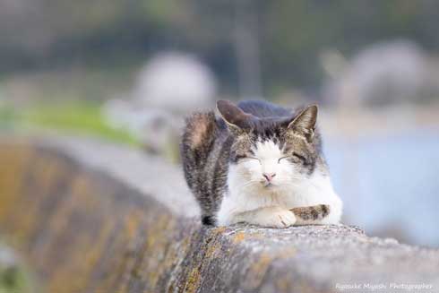 猫 フォトグラファー カメラ 構える 姿勢 絶対うまくなる 写真 Ryostory1124